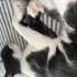 Kisir kedi Oscar fotoğraf
