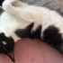 Kisir kedi Oscar fotoğraf