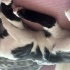 Kisir kedi Oscar fotoğraf