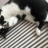 Kisir kedi Oscar fotoğraf