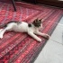 Tek gözü şehla Loki acil yuva arıyor fotoğraf