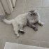 Yetişkin Scottish Longhair fotoğraf