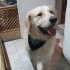 Yetişkin Golden Retriever fotoğraf