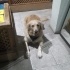 Yetişkin Golden Retriever fotoğraf
