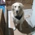 Yetişkin Golden Retriever fotoğraf