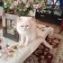 British iran kırması fotoğraf