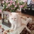 British iran kırması fotoğraf