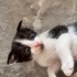 Oyuncu Smokin Bebiş fotoğraf