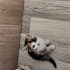 Prensesler gibi kibar fotoğraf