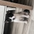 Oyuncu Smokinimiz 2 fotoğraf
