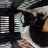 1.5 aylık dişi smokin kedi fotoğraf
