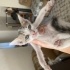 2 aylık yavru kedi fotoğraf