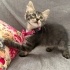 2 aylık uysal dişi yavru kedi fotoğraf