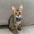 2 aylık uysal erkek yavru kedi fotoğraf