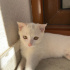 ÇOK UYSAL, Sevgiye aç bir kedi, Oyun oynamayı çok sever fotoğraf