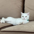 ÇOK UYSAL, Sevgiye aç bir kedi, Oyun oynamayı çok sever fotoğraf