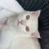 ÇOK UYSAL, Sevgiye aç bir kedi, Oyun oynamayı çok sever fotoğraf