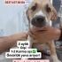 jack russel terrier-kırma fotoğraf