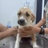 jack russel terrier-kırma fotoğraf