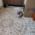 Sokakta bulduğum kedi için Sıcak bir yuva arıyorum