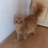 Sarı Sarman çok sevecen fotoğraf