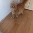 Sarı Sarman çok sevecen fotoğraf