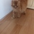 Sarı Sarman çok sevecen fotoğraf