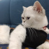 Safkan British Shorthair bluepoint fotoğraf