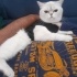 Safkan British Shorthair bluepoint fotoğraf