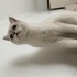 Safkan British Shorthair bluepoint fotoğraf