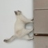 Safkan British Shorthair bluepoint fotoğraf