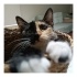 😻Minik Kardeşler Kaju & Gypsy Yuvalarını Bekliyor fotoğraf