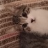😻Minik Kardeşler Kaju & Gypsy Yuvalarını Bekliyor fotoğraf