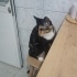 😻Minik Kardeşler Kaju & Gypsy Yuvalarını Bekliyor fotoğraf