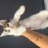 BRİTİSH AYNISI TEKİR KEDİ fotoğraf