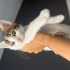 BRİTİSH AYNISI TEKİR KEDİ fotoğraf