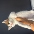 BRİTİSH AYNISI TEKİR KEDİ fotoğraf
