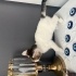 BRİTİSH AYNISI TEKİR KEDİ fotoğraf