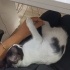 Smokin kucak delisi yumoş kedi fotoğraf