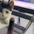 Smokin kucak delisi yumoş kedi fotoğraf