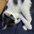 Smokin kucak delisi yumoş kedi fotoğraf