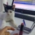 Smokin kucak delisi yumoş kedi fotoğraf