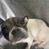 French bulldog ve terrier cocuklarımız yuva arıyorlar fotoğraf