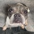 French bulldog ve terrier cocuklarımız yuva arıyorlar fotoğraf