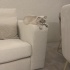 2 YAŞINDA SCOTTİSH KISIRLAŞTIRILMIŞ fotoğraf