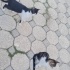 Tatlı kız kardeşler