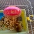 Yavru Gonzalez & Suriye Hamster