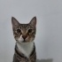 Havuç geçici kalıcı yuva arıyor son 2 günü kaldı fotoğraf