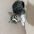 Tekir dişi kedi fotoğraf