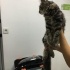 Maine Coon ve Tekir Yavrusu Yuva Arıyor fotoğraf